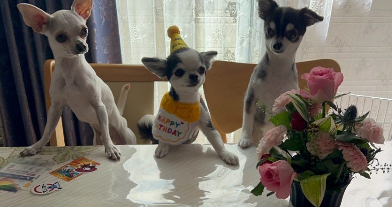 お誕生日の帽子をかぶったチワワと、並んでこちらを見つめる2匹のチワワ